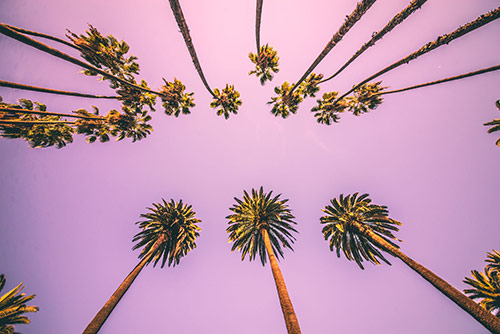 Beverly Hills Tree Service